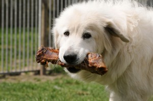 Getreidefreies Hundefutter im Test